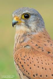 Vision By Anup Deodhar 500px Animals Beautiful Nature Birds Colorful Birds