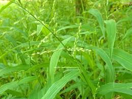 Image result for Urochloa serrata