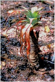 Image result for Aloe christianii