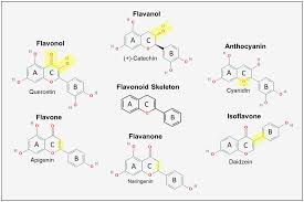 What do people generally call a woman who has a charm that sometimes leads men to their doom? Ijms Free Full Text Protective Role Of Polyphenols In Heart Failure Molecular Targets And Cellular Mechanisms Underlying Their Therapeutic Potential Html