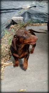 Check spelling or type a new query. Stud Dog Mini Dachshund Stud Austin Tx Breed Your Dog
