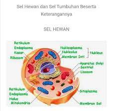 Pada dasarnya, sel tumbuhan dan hewan adalah sama struktur penyusun selnya. Gambar Sel Hewan Dan Sel Tumbuhan Sebutkan Bagian Bangian Nya Dan Fungsi Fungsinya Brainly Co Id