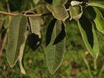 Image result for Ozoroa macrophylla
