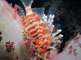 シマ ヒメ ヤマノカミ