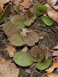 Image result for Rinorea elliptica