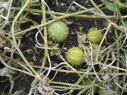 Image result for Acanthosicyos naudinianus