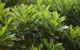 Image result for Filicium decipiens