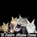 TX Sailor Maine Coons