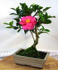 77 Kamelie 1 Jpg 1 128 1 381 Pixels Bonsai Garden Bonsai Plants Bonsai