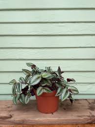Image result for Tradescantia zebrina