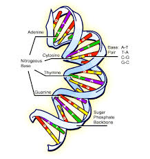 The bases are the letters that spell out the genetic code. Topology Of The Dna Molecule Two Strands Of Sugar Phosphate Backbone Download Scientific Diagram