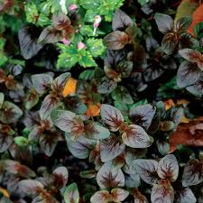 Image result for Lysimachia djalonis