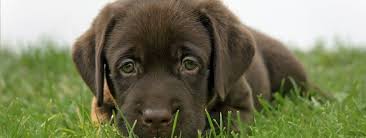 Maybe you would like to learn more about one of these? Certified Private Dog And Puppy Training Expert