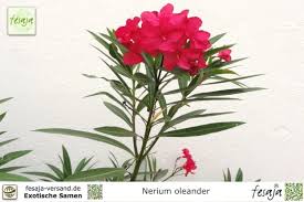 It contains substances that are similar to the active chemical found in the heart medication, digoxin. Oleander Nerium Oleander Fesaja Versand