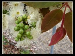 Image result for Eucalyptus torelliana
