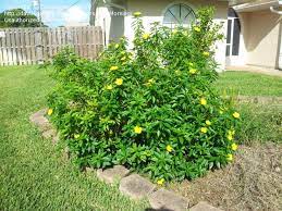 The identification tool is intended to help hobbiests identify wildflowers based on easily observable characteristics. Plant Identification Closed Id Yellow Flowering Shrub Please 2 By Darkmorning