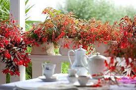 Begonia Boliviensis Bonfire Begonia Bonfire Begonia Nzcone Begonias Care Tuberous Begonias Container Plants Summer Fl Krukblommor Ampel Sommarblommor