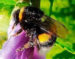 Established in 1923, hummel® has a long history of creating sportswear, an expertise that easily shows in today's fashion collections with sporty. Warum Gibt Es Keinen Honig Von Hummeln Umwelt Natur Badische Zeitung