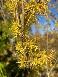 Image result for Hamamelis mollisi