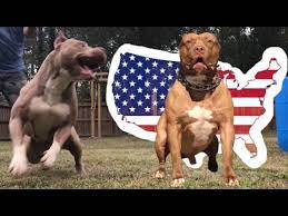 Aggressive American Bully Youtube