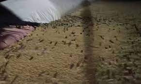 Im südosten australiens drohen hochwassergefahr und spinnenplage. Wie Aus Einem Horrorfilm Extreme Mauseplage In Australien Wetter Com