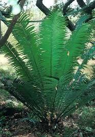 Image result for Encephalartos chimanimaniensis