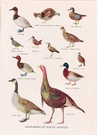 Vintage Illustration Of Game Birds From The 1930 S Bird Prints Game Birds Bird