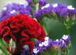 Red Velvet Celosia Flowers Blossom Flower Red Wedding