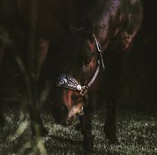 Previcox For Horses With Arthritis The Horse Dispatch