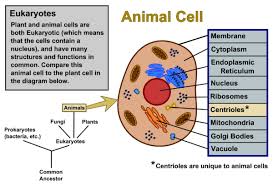 Labeled diagram of a plant and animal cell. Plant Cells Vs Animal Cells With Diagrams Owlcation