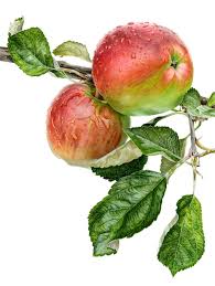 Appleacme Jpg 905 1 200 Pixels Fruits Aquarelle Impressions Botaniques Dessin Botanique
