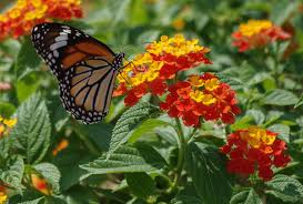 Image result for Lantana