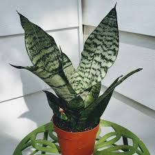 Image result for Sansevieria