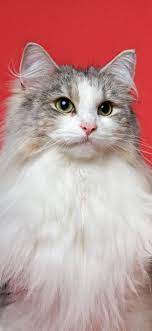 Red Cat Wallpapers 63 Best Free Red Cat Hd Wallpaper For Ios Cute Cat Wallpaper Cat Wallpaper Red Cat