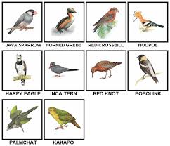 100 Pics Birds Level 71 80 Answers 100 Pics Answers
