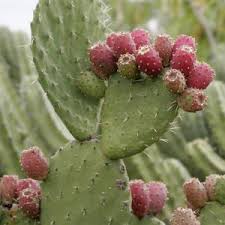 Nopales is the spanish name for prickly pear cactus pads, considered a vegetable. Arizona Cactus Ranch Localfresh Info