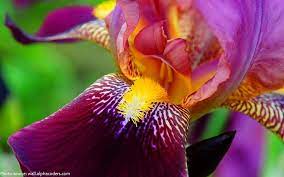 Interesting Facts About Irises Just Fun Facts Iris Garden Iris Flowers Flowers
