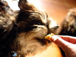 Dog Treats Calorie Count Petfinder