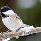 Great Backyard Bird Count at RWP Zoo