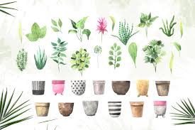 There is no psd format for plant free png images, potted plant, cartoon please, do not forget to link to plant free png images, potted plant, cartoon. Watercolor House Plants Collection In Illustrations On Yellow Images Creative Store