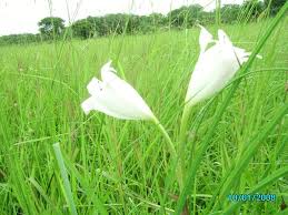 Image result for Crinum rautanenianum