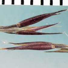 Image result for Chrysopogon