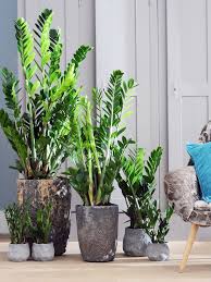 Zz plants, zanzibar gem, zz plant, zuzu plant, aroid palm, eternity plant, emerald palm botanical name: Pin On Home To Be
