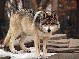Mexican Wolf Mexican Gray Wolf Mexican Wolf Wolf Spirit Animal