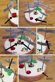 Maybe you would like to learn more about one of these? How To Make An Animal Cell Model Using Candy My Little Me Best Baby Gear Reviews And Parent Survival Guide Animal Cell Animal Cells Model Animal Cell Project