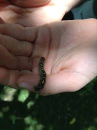 Black And Red Spiky Caterpillar California Are Any Caterpillars Dangerous To Hold The Children S Butterfly Site