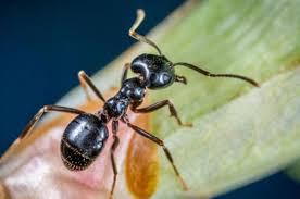 15 cara mengusir semut yang ampuh agar tidak datang lagi. Cara Mengusir Semut Greatnesia