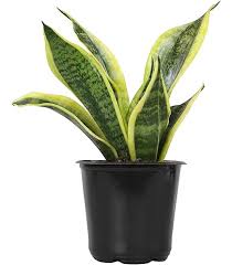 Image result for Vahadenia laurentii