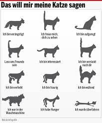 Startpage is the world's most private search engine. Weltkatzentag Bild In Berlins Erstem Katzencafe Welt Katzen Tag Katzen Katzenhaltung