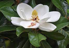 Why Some Grandparents And Grandchildren Are Close And Others Are Not Magnolia Grandiflora Magnolia Flower Magnolia Trees